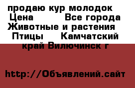 продаю кур молодок. › Цена ­ 320 - Все города Животные и растения » Птицы   . Камчатский край,Вилючинск г.